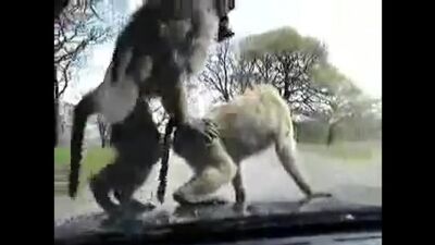 Zooporno