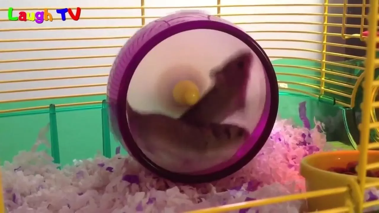 First hamster vid смотреть онлайн или скачать