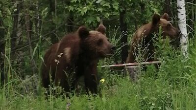 Автодорога Ачинск - Назарово и снова медведи