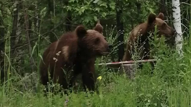 Порно видео Ебля в городе ачинск. Смотреть Ебля в городе ачинск онлайн