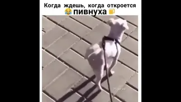 Порно сука нах ⭐️ смотреть бесплатно порно видео