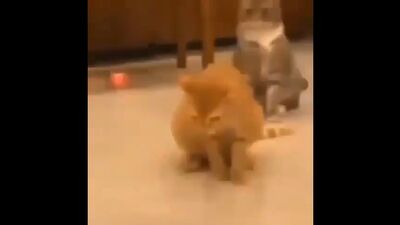 Vine boom cat