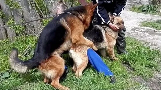 «Будем делать секс». Трэш-видео с нижегородским ребенком и псом появилось в Сети