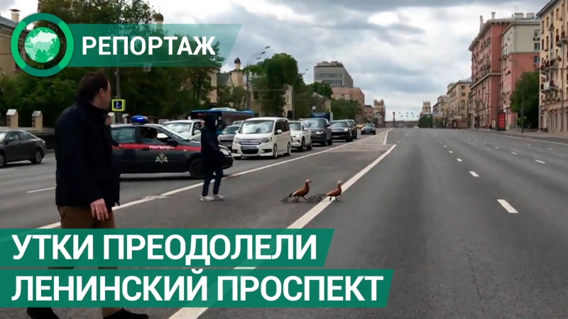 Проститутки у метро Ленинский проспект в Москве, снять индивидуалку, шлюху